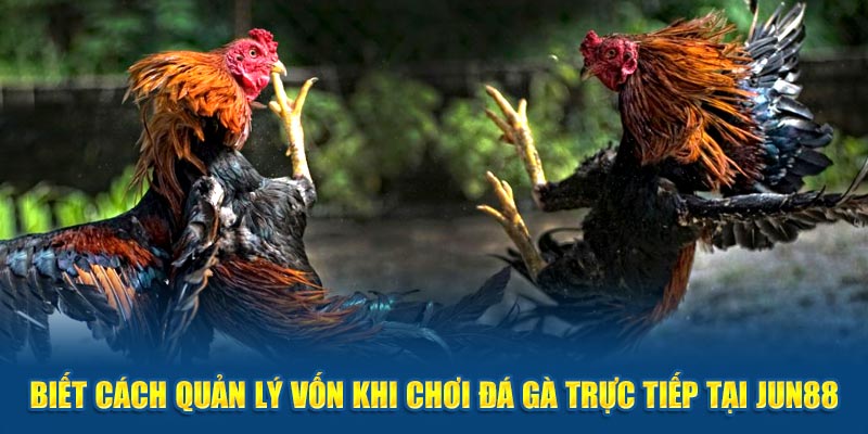 Biết cách quản lý vốn khi chơi đá gà trực tiếp tại Jun88