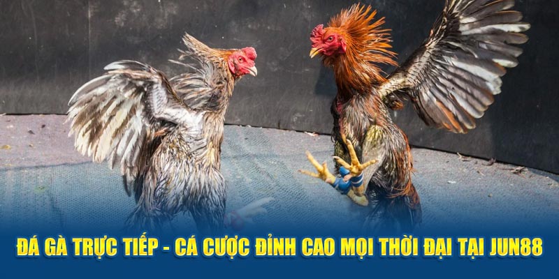 Đá gà trực tiếp