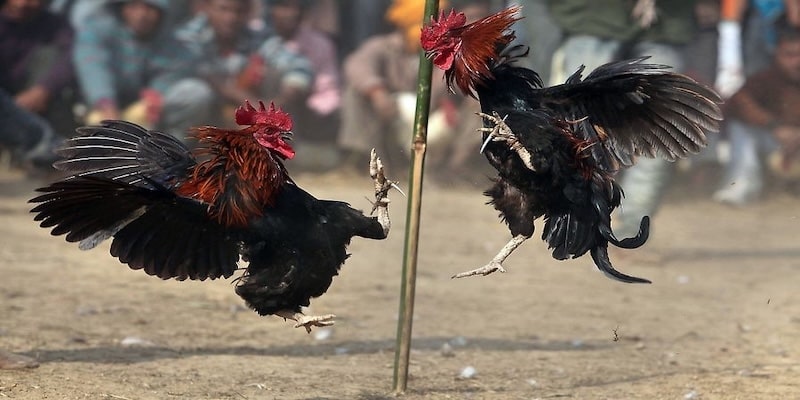 Đôi nét về cách chơi đá gà đòn thomo trên thế giới hiện nay