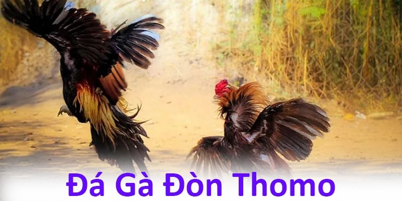 Hướng dẫn các bước chơi đá gà thomo tại Zbet